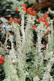 Cladonia bellidiflora lichen. Photo credit: Martin Hutten