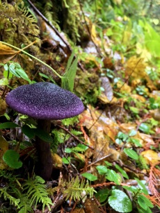 Violet cortinarius mushroom.