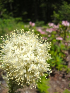 Beargrass in bloom. Photo credit: Mark Cornwell