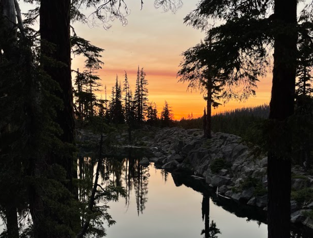 Sunset in forest